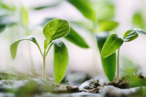 8 Proven Ways To Grow In Your Faith