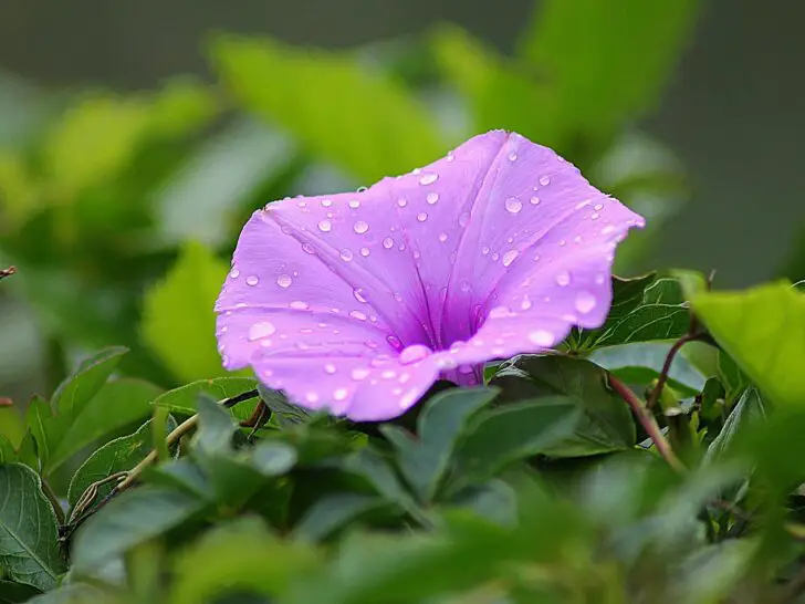 a purple flower with water droplets on it