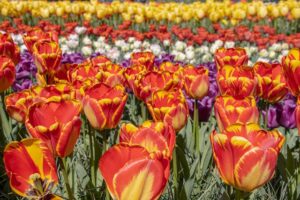 Prayer for April 29 2025
