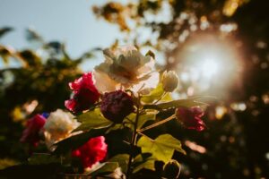 Prayer for May 01 2025