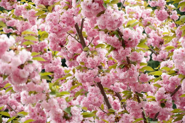 a close-up of pink flowers