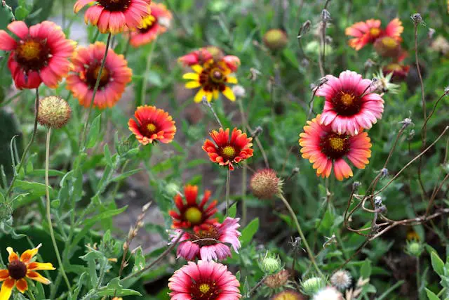 a group of flowers in a field