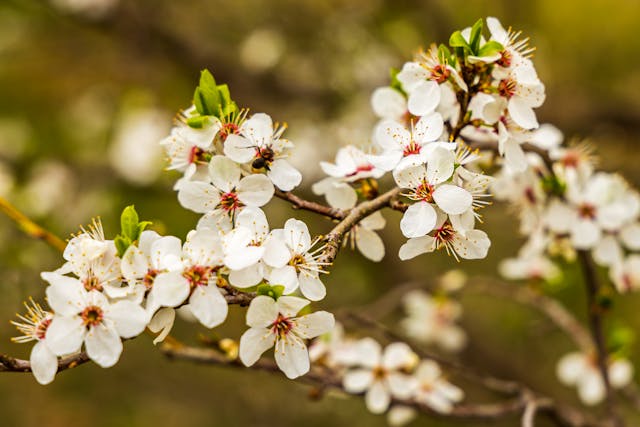 Prayer for May