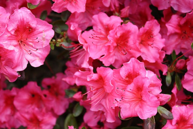 a group of pink flowers