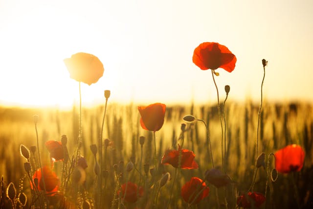 a field of red flowers