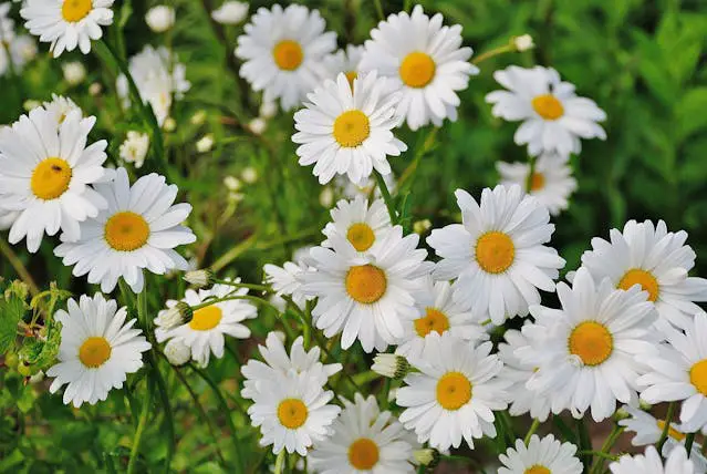 a group of white and yellow flowers