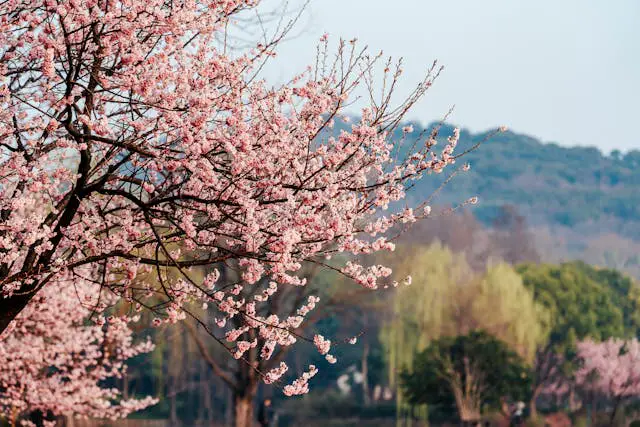 a tree with pink flowers