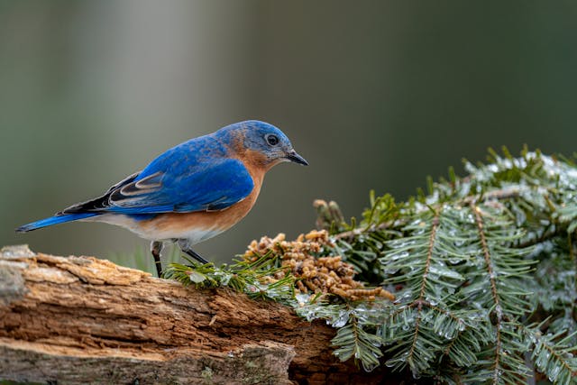 a blue bird on a log