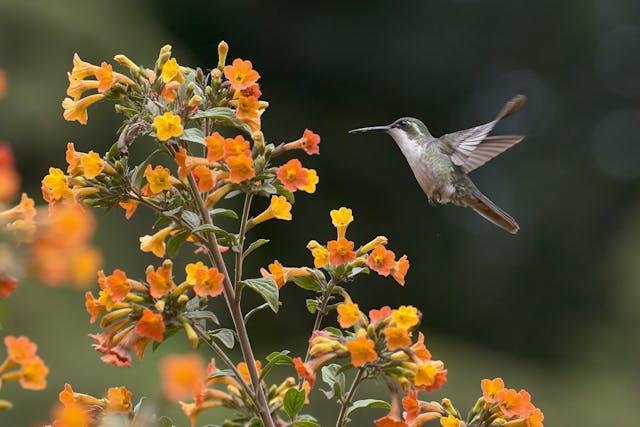 a hummingbird flying near flowers