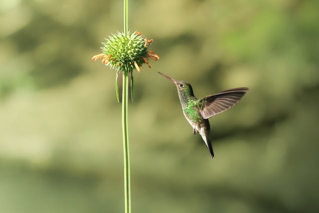 a hummingbird flying next to a flower