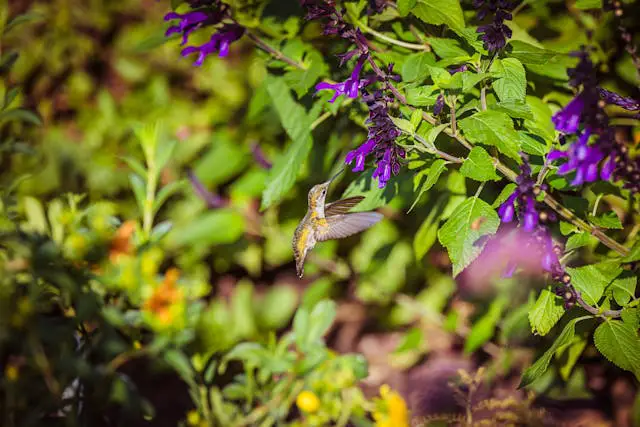 a hummingbird flying near purple flowers
