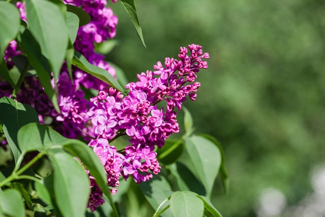 a close up of purple flowers