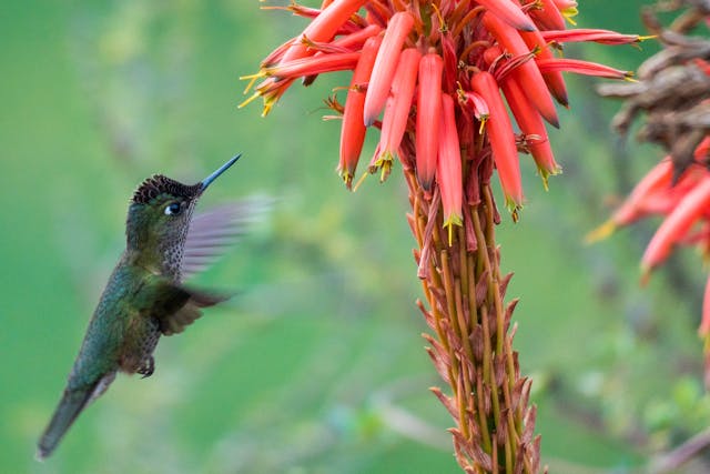a hummingbird flying next to a flower