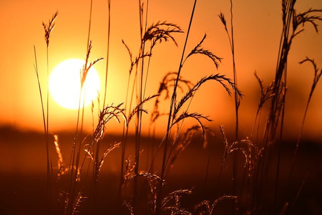 a close up of grass and the sun