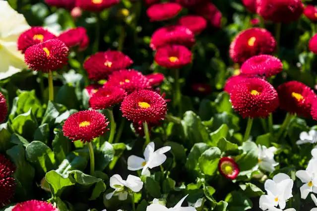 a group of red flowers