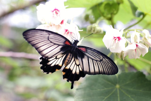 a butterfly on a flower