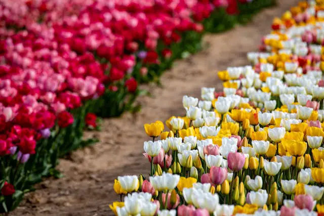 a field of flowers