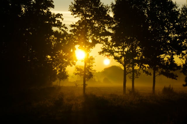 a sun shining through trees