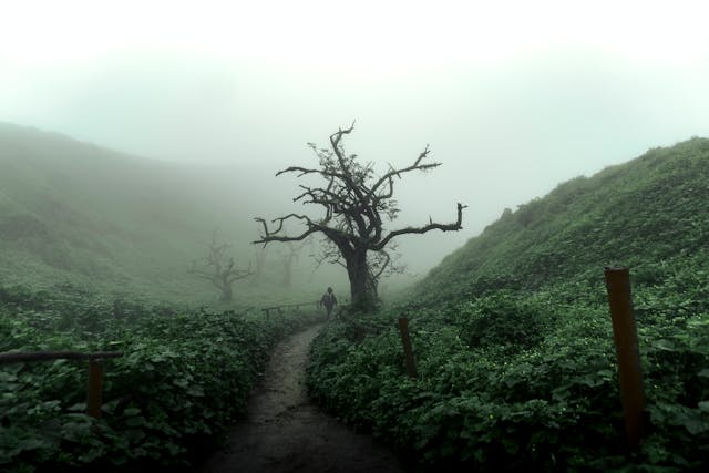 a person walking on a path through a foggy forest