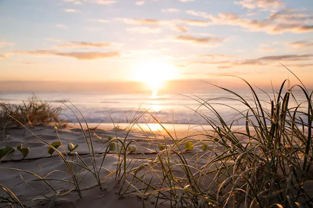 grass on a beach with the sun setting in the background