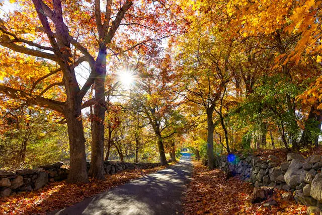a road with trees and leaves on it
