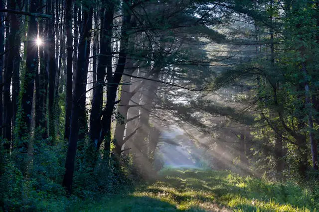 sun shining through trees in a forest