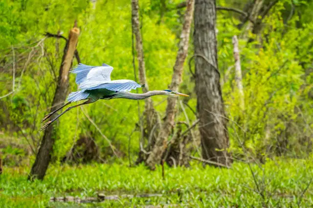 a bird flying in the air