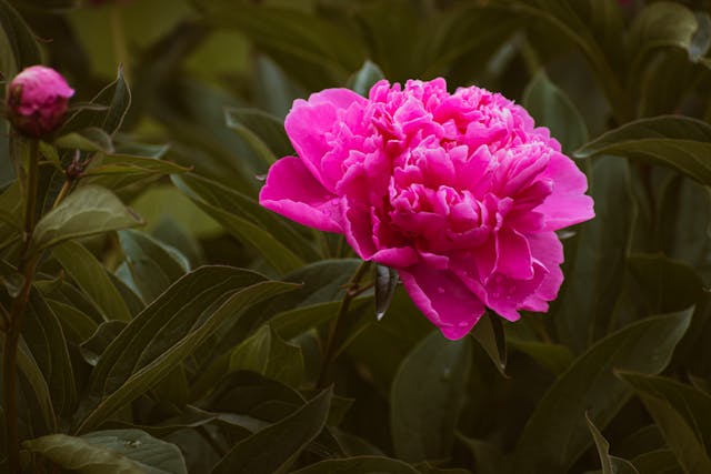 a pink flower with green leaves