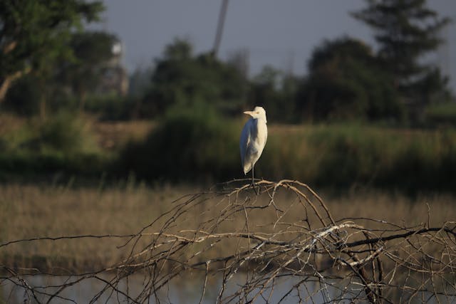 a bird standing on a branch