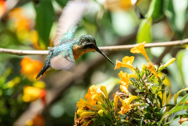 a hummingbird flying near flowers