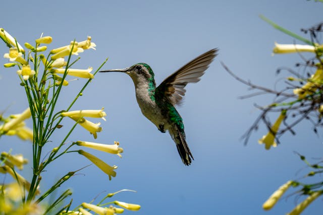 a hummingbird flying next to yellow flowers