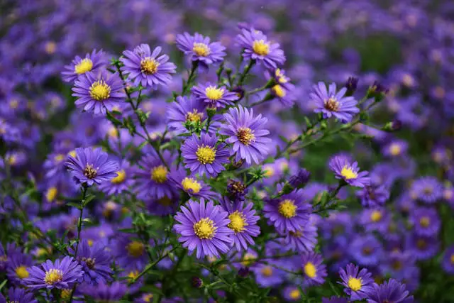 a group of purple flowers