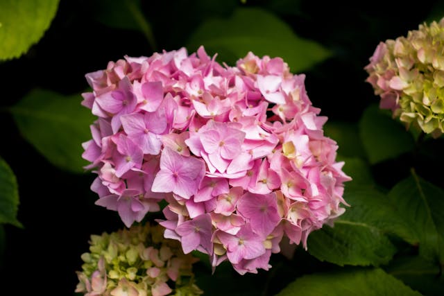 a close up of a pink flower with Hulda Klager Lilac Gardens in the background