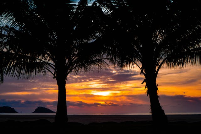 Trees during sunset.