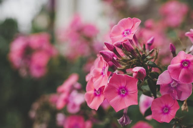 a close up of pink flowers