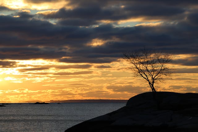 a tree on a cliff by the water