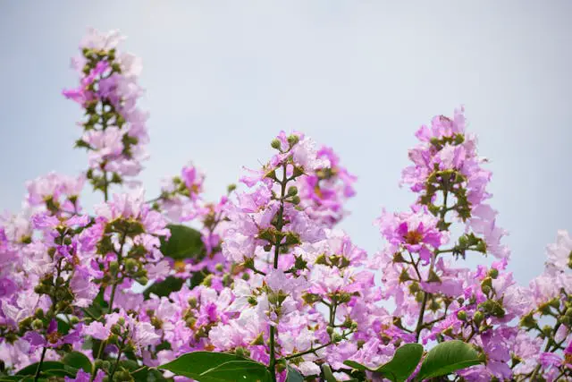 a group of purple flowers