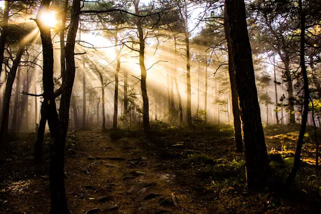 sun shining through the trees