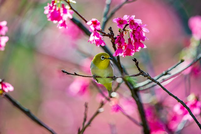 A warbling white eye bird under pink flowers.