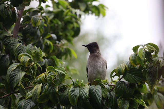 a bird sitting on a tree branch