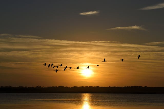 a group of birds flying in the sky