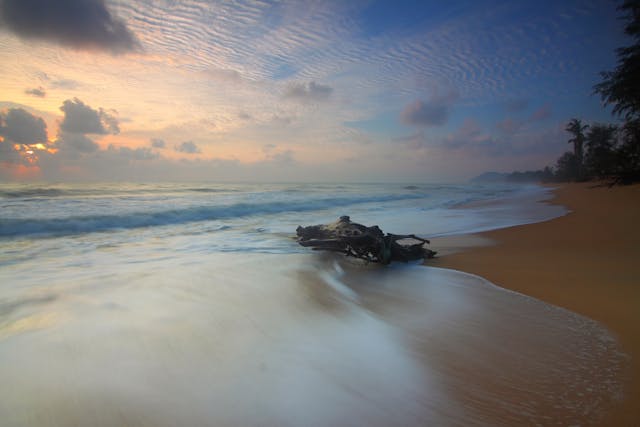 a driftwood on a beach