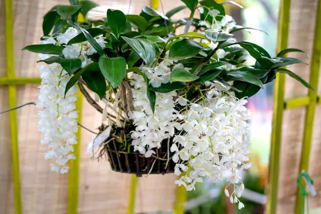 a plant with white flowers