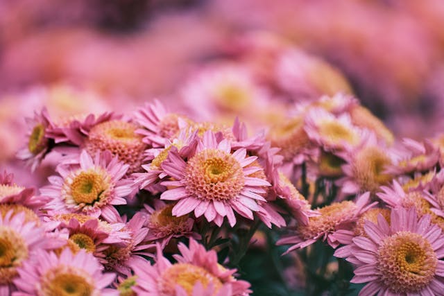Pink asters flowers in bloom.