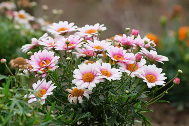 a group of pink and white flowers