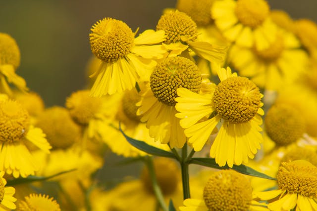 a group of yellow flowers