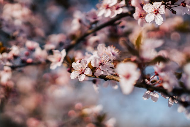 Close-up of a tree's branches blooming