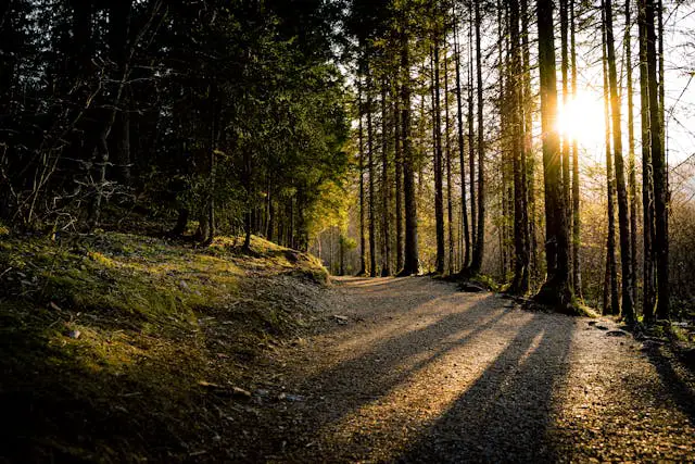 a path through a forest with trees and the sun shining through
