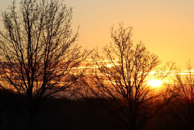 a sunset behind trees