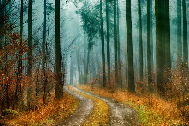a dirt road through a forest